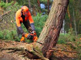 Leaf Removal in Coeur Dalene, ID